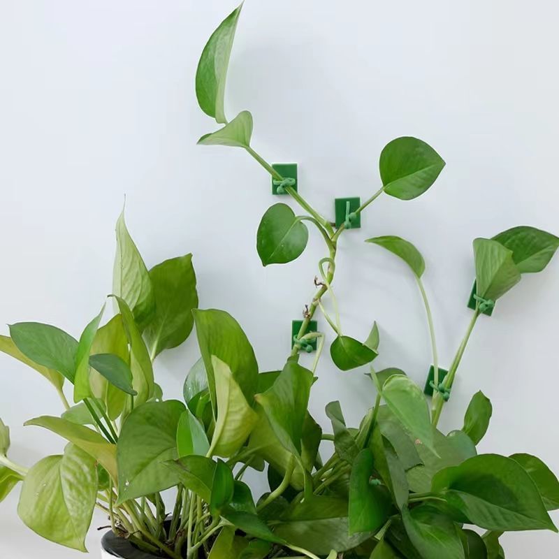 Clips de fixation murale auto- - Smart Garden Storage avis et prix